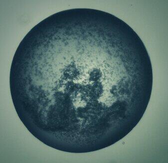 garagao's tweet photo. "Title: Marriage proposal in snow dome" another of my protein crystallisation trials @CSIROC3 #ozxtals cool no? http://t.co/cAxsU9800I