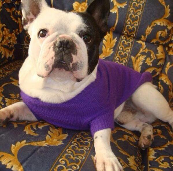 OlatzMegia's tweet photo. Perro perdido en #Gandia Nos lo han robado, ayuda!!!! Es un bulldog francés, se llama Brutus. http://t.co/IKi7p16XY7