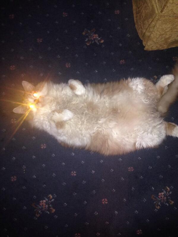 Damppatch's tweet image. Mr patch resting after a hard days filming. Can I have some cake now