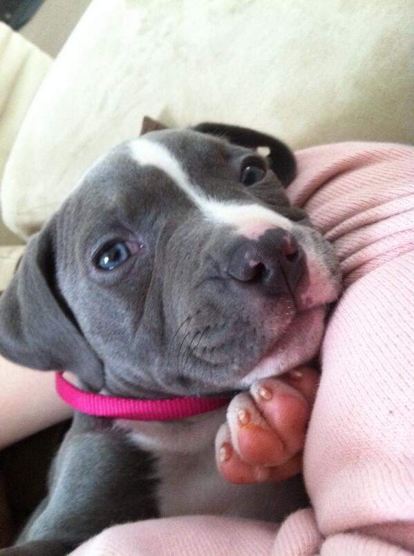MalloryDodds's tweet photo. My baby is getting too big too fast. 😭 http://t.co/YyAGlCNWMJ
