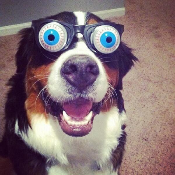 barkbox's tweet photo. It's Saturday Night! #timetopawty

via http://t.co/9HZHBmU19n http://t.co/z9j54H7rYO