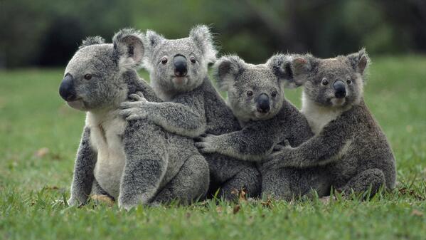 WorldPicture_MF's tweet photo. Koala. http://t.co/fZ2jTAyR4z