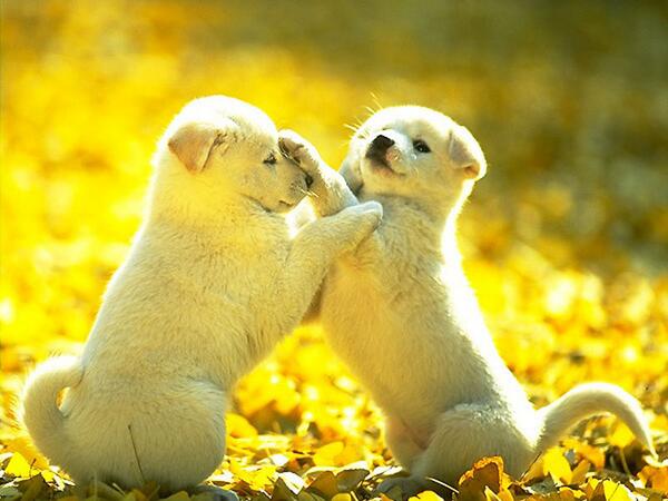 WorldPicture_MF's tweet photo. Hermanos con los que nos peleamos, pero son lo que más amamos. http://t.co/GZY5jM2KBj