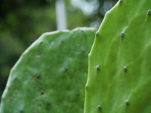 SECTUR_mx's tweet photo. #MéxicoSabeA Agua de Nopal. Refréscate con las propiedades de esta cactácea tradicional y simbólica en nuestro país. http://t.co/jawk8FsKlk