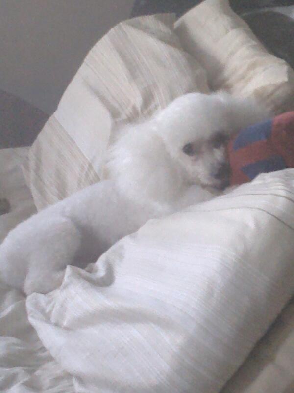 Eggie1022's tweet photo. Asi me dejo mi Papa de precioso http://t.co/pdw3yGfz5x
