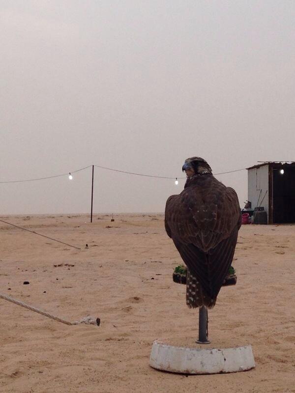 BuRashed_A's tweet photo. الحمدلله والشكر الله عقل الطير http://t.co/8s53j7ShD8