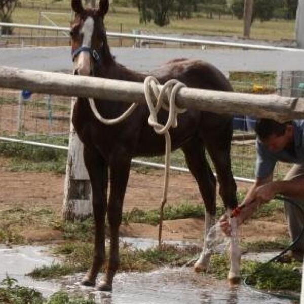 Lin_thomp's tweet image. Bath time