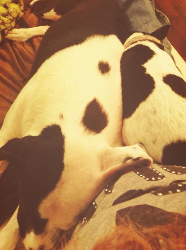 sunshinegrower's tweet photo. #doggielove #snugglebuddies #pitbull #chihuahua http://t.co/JteH4SSoAo