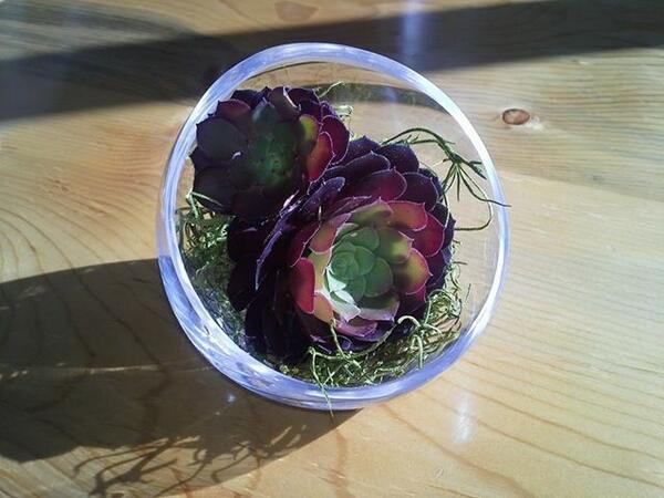 SeaRockInnCA's tweet photo. Zwarthop or black rose are succulents.They can live without soil and easy to care for. These are just $10! http://t.co/zp8eEu8XVN