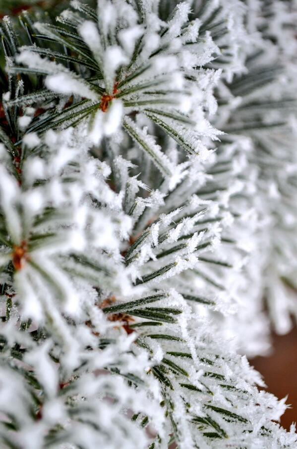 nvrsummer's tweet image. Out walking the dog today #thatsprettyneat #nature