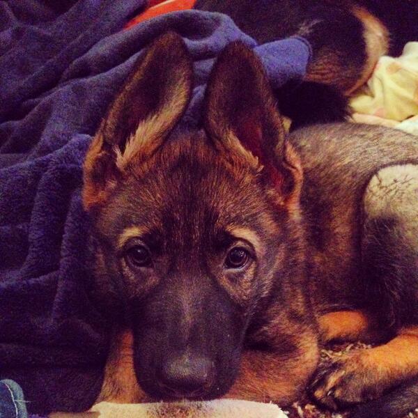 kbanta8's tweet photo. Baby Otto #germanshepard http://t.co/Ku6O6wpRcR