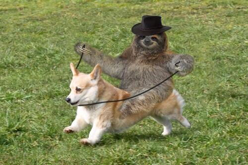 MorphSloth's tweet image. Sloth On Dog.