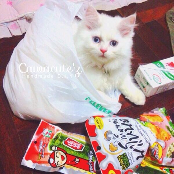Cawacutez's tweet photo. แมวเซเว่น.. .
มีจำหน่ายแล้ววันนี้ ทุกสาขา

#หนูมาลี🎈
#MCHcawacutez http://t.co/6UuGR67DY3