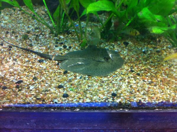 Theartisticfish's tweet photo. Teacup stingray http://t.co/k1adRIo7cY
