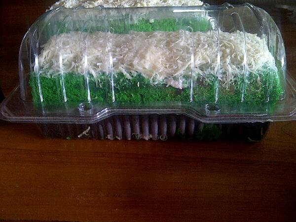 millocats88's tweet image. #screwpine #brownies #pandan (˘ڡ˘)