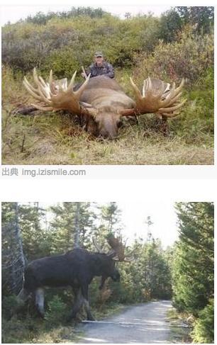 激レア‼︎】ヘラジカの角 北米産 アメリカ大型ムースの鹿角