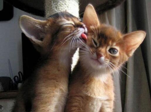 Animalizations's tweet image. Mom stahp we're at school