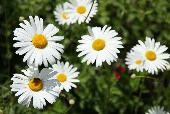 花言葉ラボ デージーの花言葉 あなたと同じ気持ちです 無邪気 乙女の無邪気 美人 純潔 明朗 平和 希望 T Co Lwfyqtxv5u Twitter