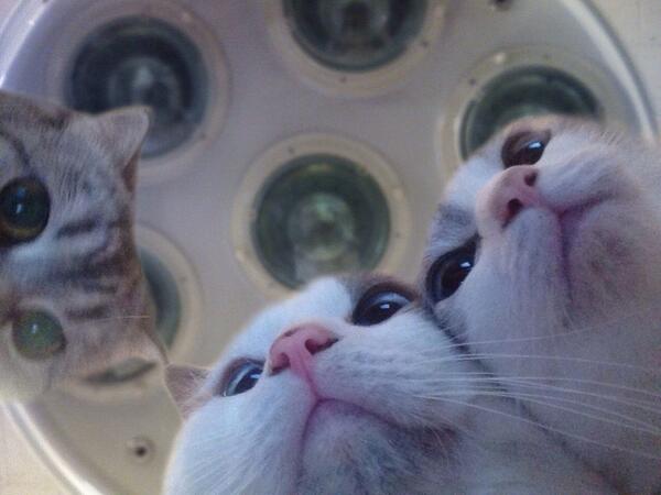 BAKKOOONN's tweet photo. i dont like going to the cat dentist http://t.co/I66uZhSXmq