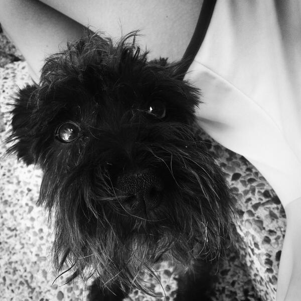 aliocruax's tweet photo. PERRO PERDIDO!! RESPONDE A NOMBRE DE BUBU SE PERDIÓ POR LA ZONA DEL PASEO EL 13 DE DICIEMBRE RT PLS http://t.co/oN0DAJCQt6