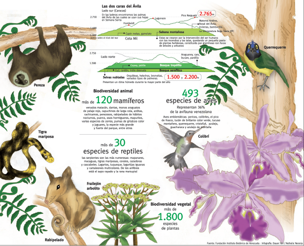 Ultimas Noticias Di Twitter Infografia La Flora Y Fauna Ultimas Noticias Di Twitter Infografia La Flora Y Fauna