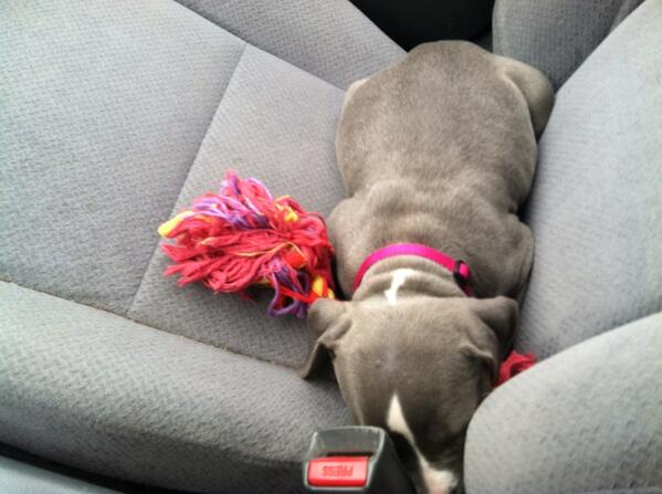 MalloryDodds's tweet photo. She's my ride or die http://t.co/3kDZXdP9p7