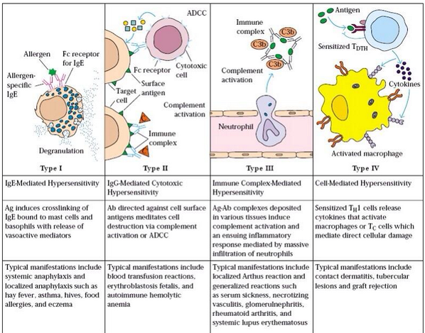 Hypersensitivity Chart