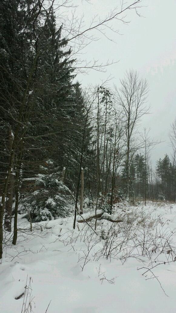 APEXshooter's tweet image. Gone hunting #uahunt #muzzleloaderseason