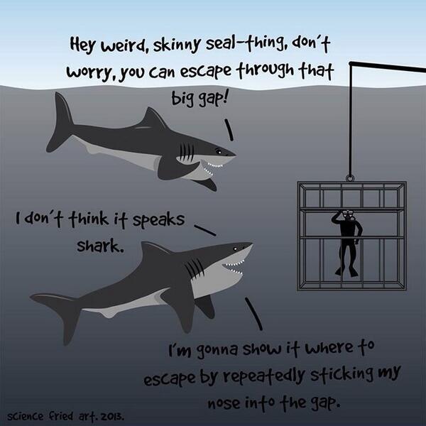 WolfpackAlan's tweet photo. Sharks are actually really nice http://t.co/xwrKecWUKy