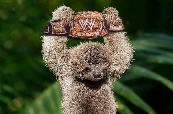 MorphSloth's tweet image. WWE Sloth.