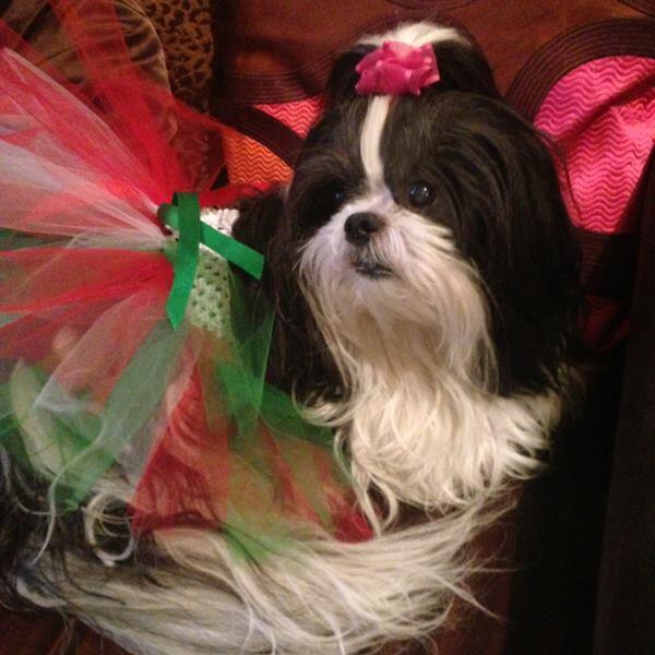 SommerPriss's tweet photo. “@teacuptutucharm: My #Diva #Dog #Tutu Model of the Day @SommerPriss  I love love!! :) @NicoleNoles http://t.co/u3KWXKZyFw”