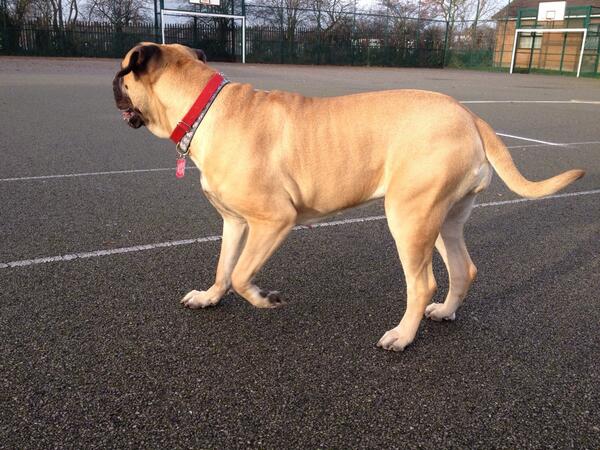 DaisyJTheDog's tweet photo. Walkies http://t.co/1ZJ4SFpjRE