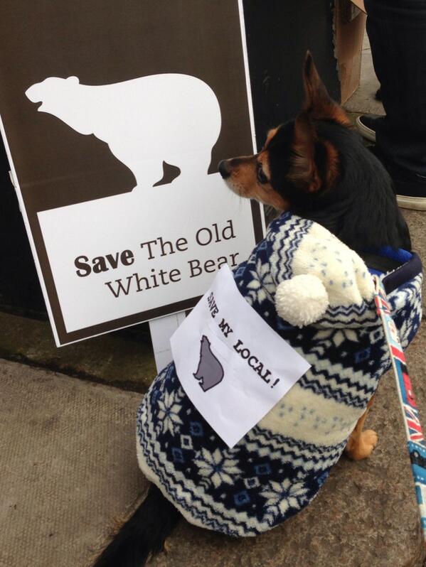 SaveOurBear tweet media