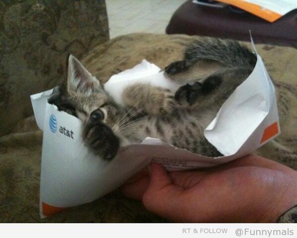 FunnyMals's tweet photo. You can mail this kitten to me! #Funnymals http://t.co/ahVfazzcgU
