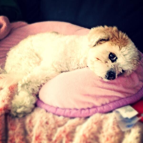 emily1deeva's tweet photo. Gettin comfy http://t.co/hFks7y5xIq
