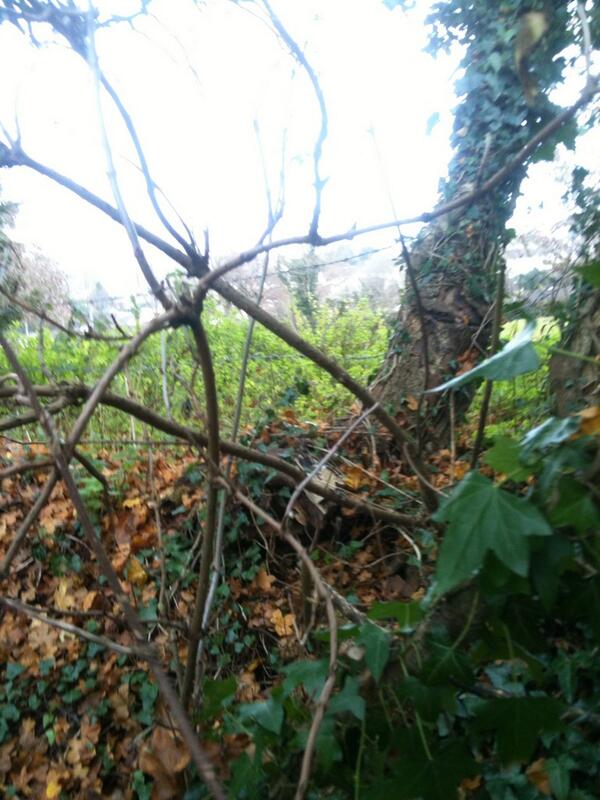 ukbear22's tweet photo. Going out of Forrest http://t.co/IiNGrBor8e