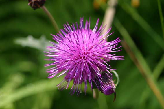 花言葉ラボ Hanarabo11 Twitter