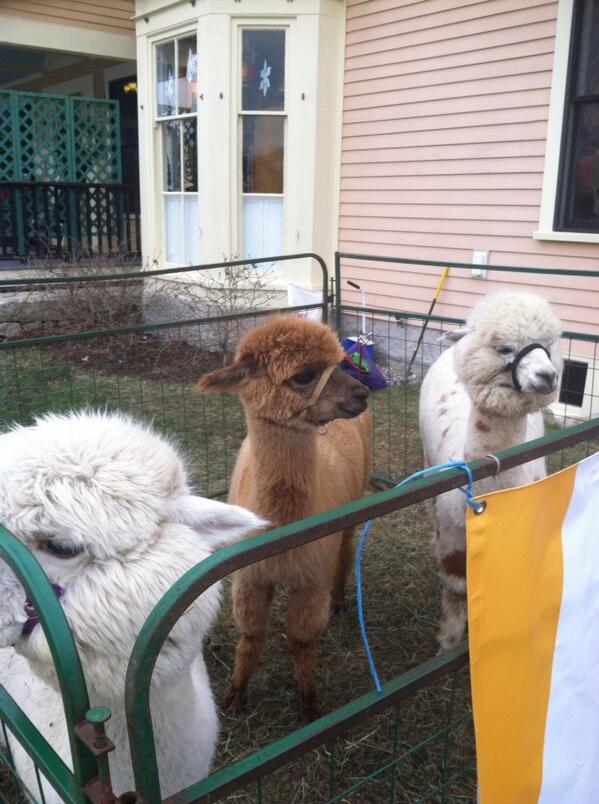 stopeject's tweet image. Chilling with the fam. Alpaca warmth.