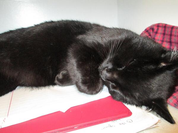 thatxarielxgirl's tweet image. I don't want to study, I just want to hang out with my awesome friends and my cute cat #catlady #onefinal