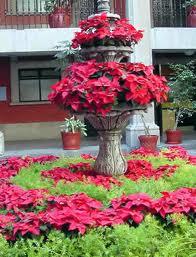 siembraycocecha's tweet photo. La nochebuena es la planta de ornato mas importante en el mundo y es 100% mexicana, no olvides incluirla este año" http://t.co/mFwO5BPyRW