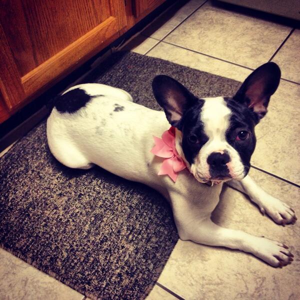 johnnyballgame1's tweet photo. @TashaAubrey picked out a new collar for Oreo: http://t.co/olPNTBTusb