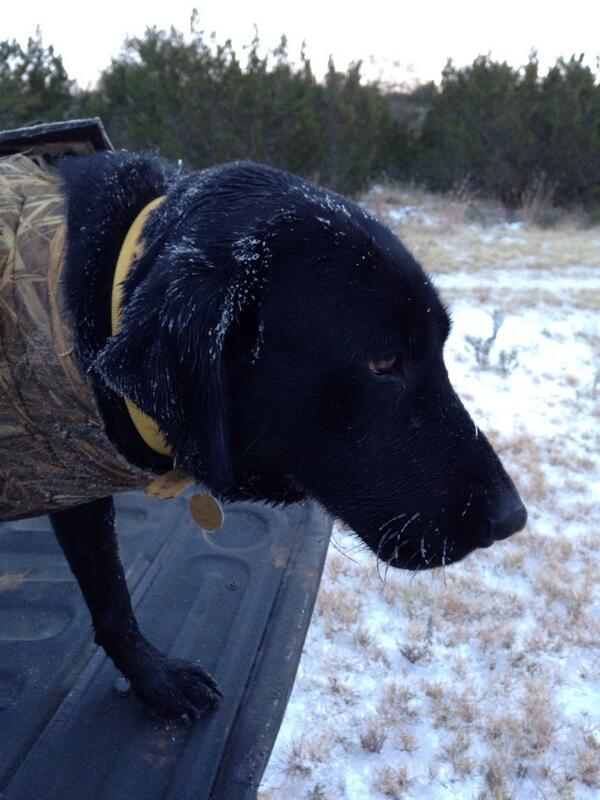 Stumpscicles on a brisk 8degree morning...waylayed the green though!