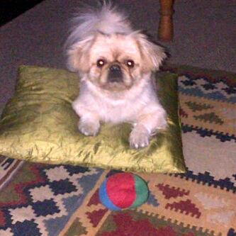 My babatjie <a href="/EaRheeder/">Elandre Rheeder</a>