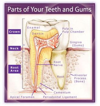 HealthyTips002's tweet image. Teeth and Gums – Healthy Teeth For LifeTime healthytips2.com/teeth-and-gums/