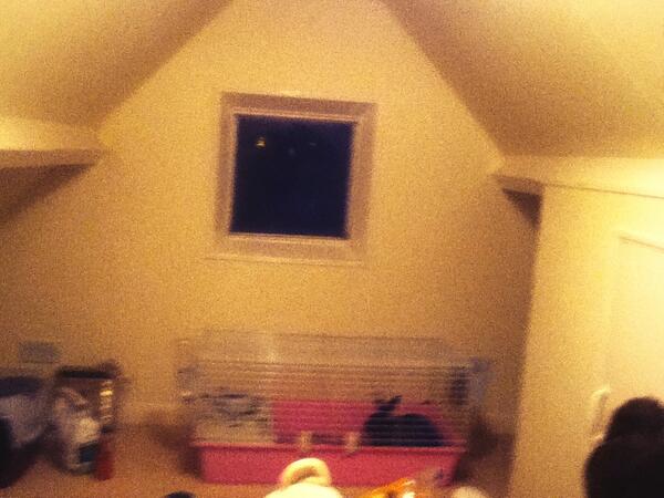 AmyMoos's tweet image. My rabbit is loving her new home