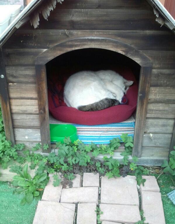 Coco Sur Twitter 地域猫小屋の参考にしたいのですが 敷物とその下にあるものって何ですか 猫小屋の作り方 地域猫 Rt Kazu また野良猫が小屋の中で寝てた もはや猫小屋 住み着いてる感 猫 ねこ ネコ Http T Co Ikyvodskai