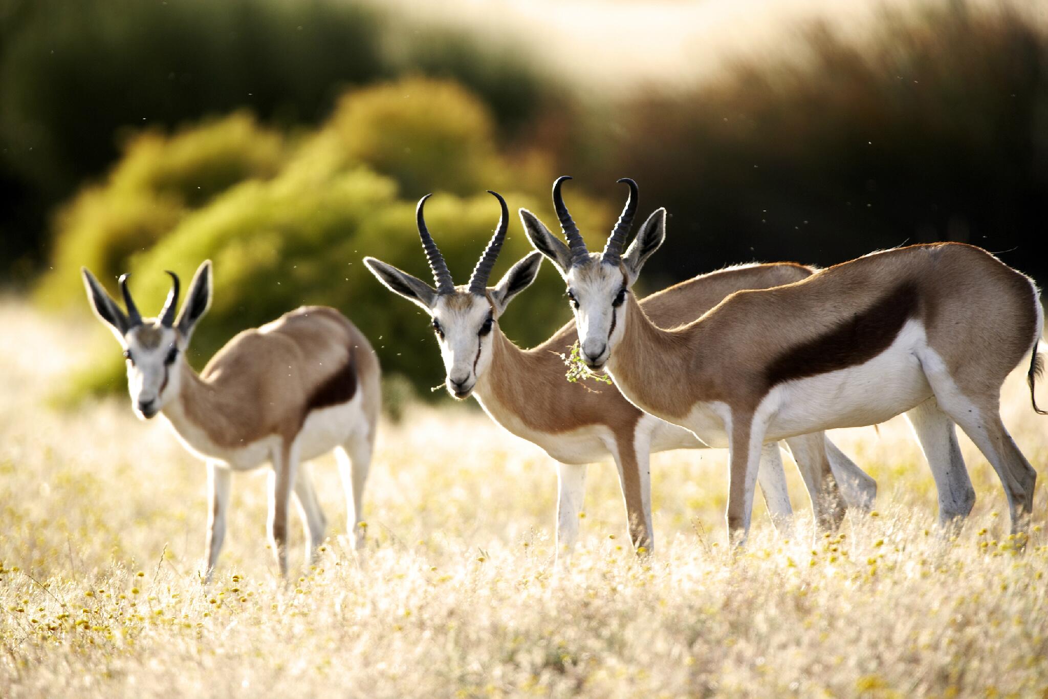 Africa Exclusive On Twitter A Beautiful Trio Of Springbok In South 