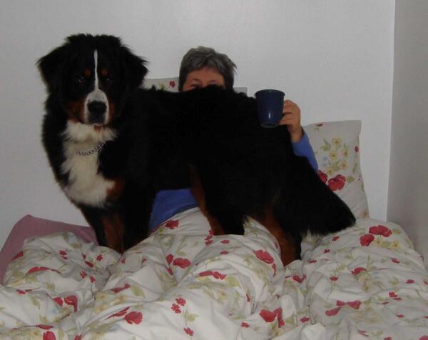 carol bartram tweet media