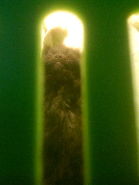 Selamat jalan chocho ({}):'(O:) msh inget kita k dokter ujan2n...maaf ya gbs jagain km cho ..