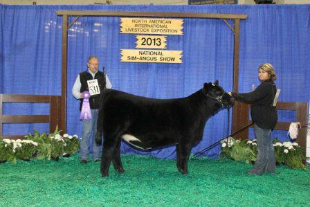 Rustic_HillsCC's tweet image. @Rustic_HillsCC 
2013 NAILE CHAMPION JR. HEIFER CALF
SEE HER IN THE SHOW RING @NationalWestern #SIMMENTAL #SHOWTOWIN